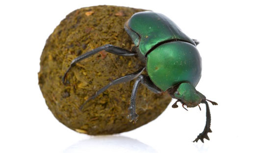Picture 8 of These reproductive and survival behaviors are confusing in animals