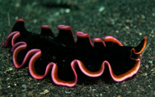 Picture 9 of These reproductive and survival behaviors are confusing in animals