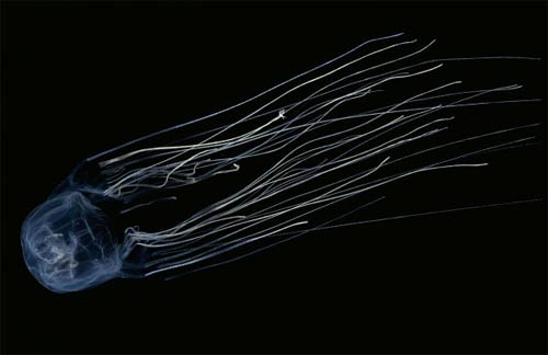 Picture 1 of These strange creatures in the sea
