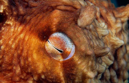 Picture 10 of These strange creatures in the sea