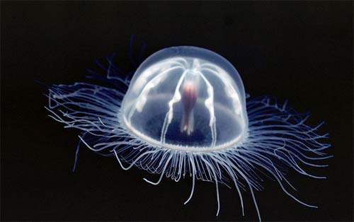 Picture 11 of These strange creatures in the sea