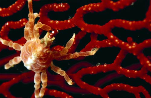 Picture 2 of These strange creatures in the sea