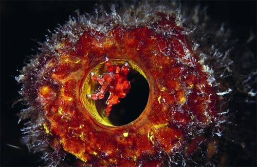 Picture 4 of These strange creatures in the sea
