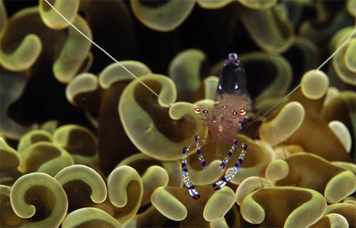 Picture 5 of These strange creatures in the sea