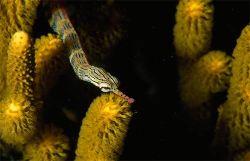 Picture 7 of These strange creatures in the sea