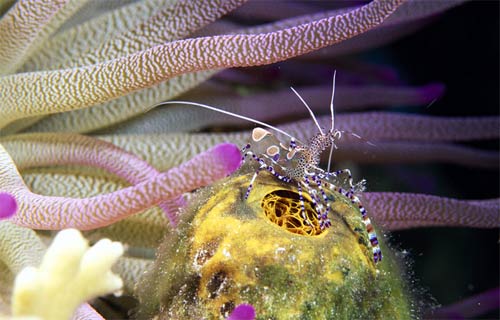 Picture 8 of These strange creatures in the sea