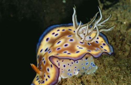 Picture 9 of These strange creatures in the sea