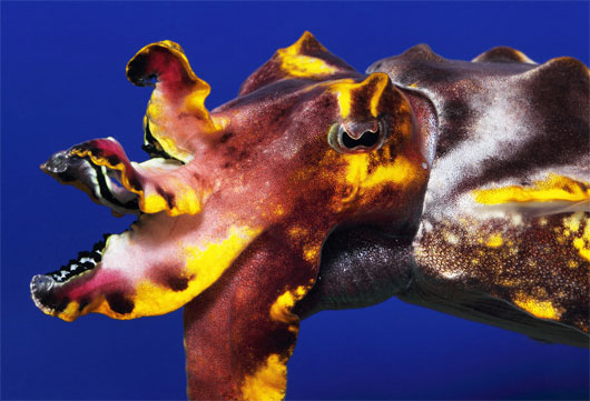 Picture 1 of These strange mollusks