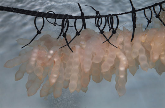 Picture 5 of These strange mollusks