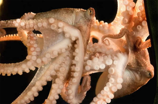Picture 8 of These strange mollusks
