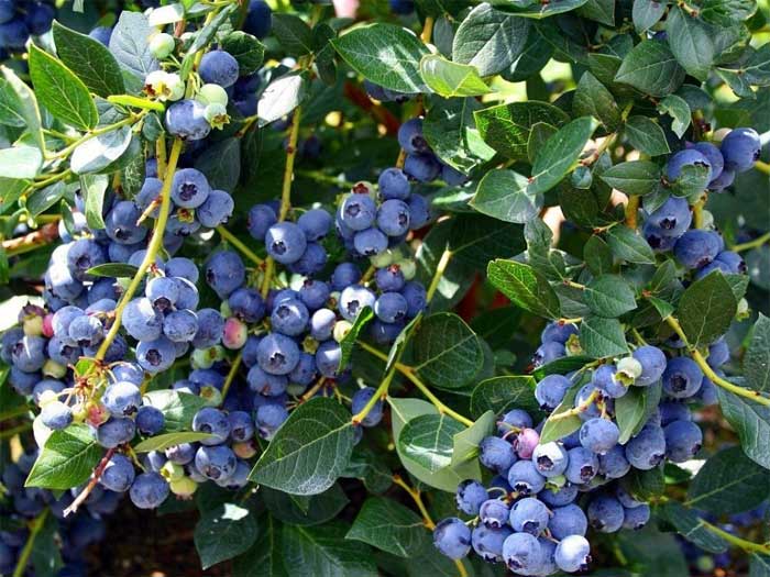 Picture 6 of These super foods should not be missed in the spring