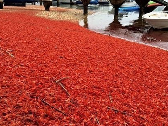 Picture 1 of Thick red crab carpet awaits death on California beach