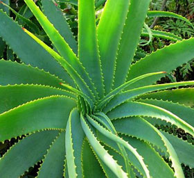 Picture 1 of Things may not be known about aloe