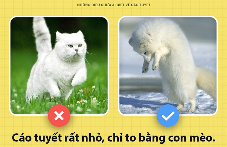 Picture 4 of Things nobody knows about snow foxes