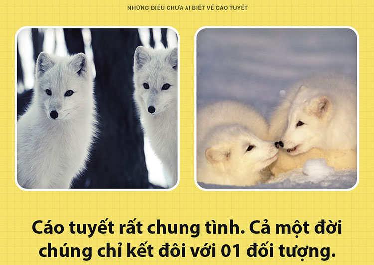 Picture 5 of Things nobody knows about snow foxes