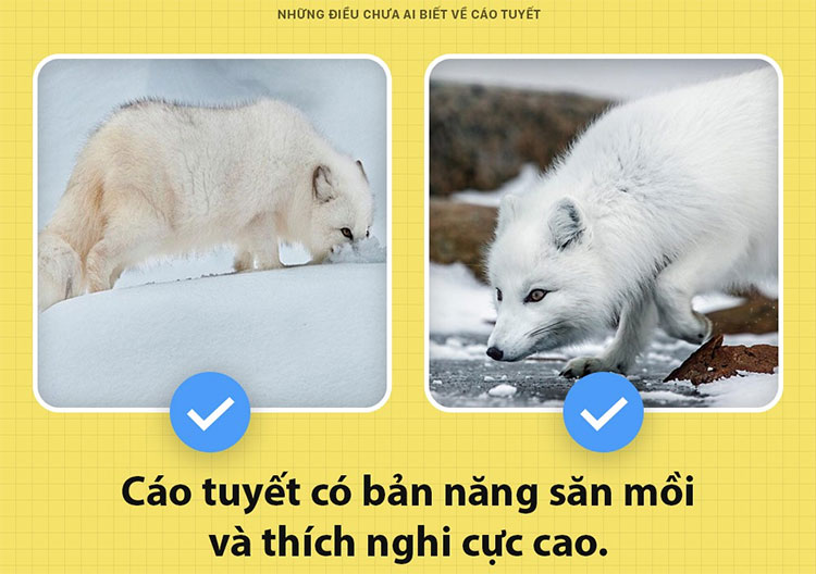 Picture 6 of Things nobody knows about snow foxes