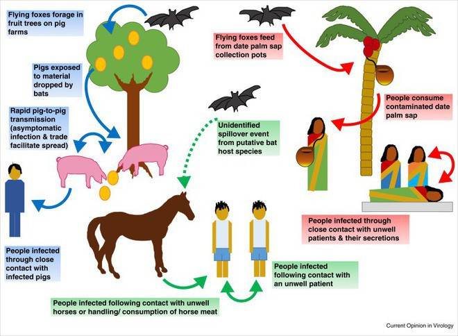 Picture 2 of Things to know about the strange virus outbreak, killing 9 people in India