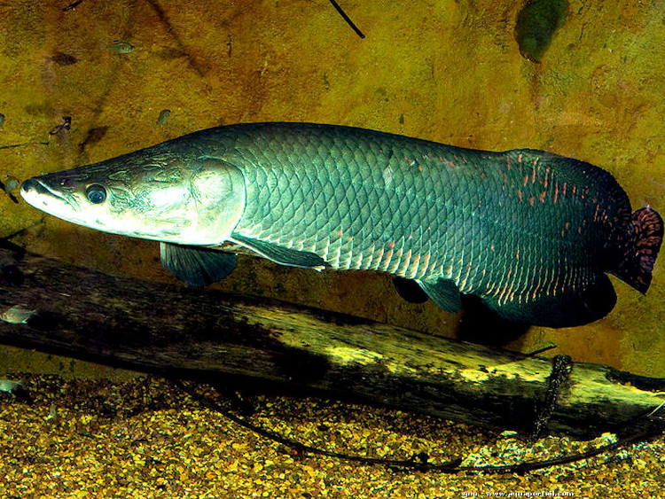 Picture 4 of Things you do not know about marine fish statues