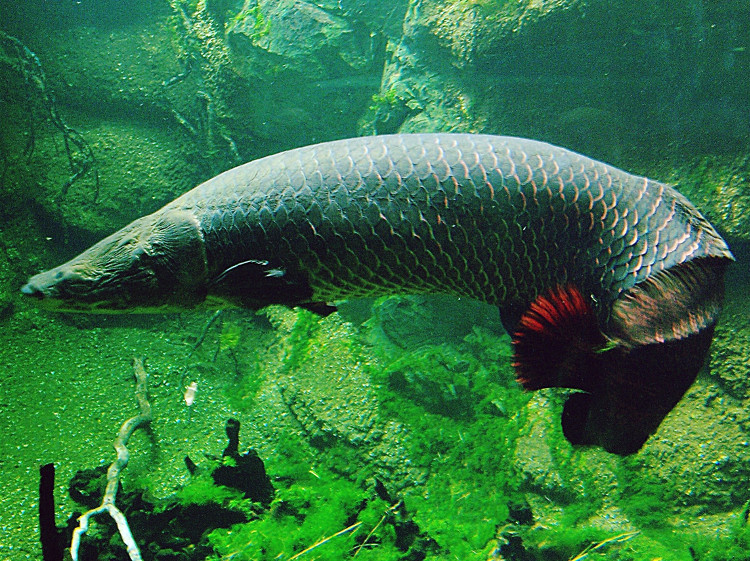 Picture 5 of Things you do not know about marine fish statues