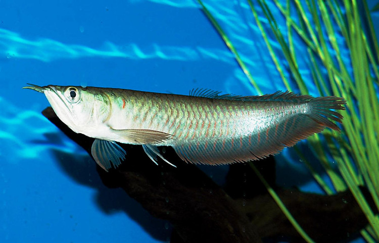 Picture 3 of Things you don't know about arowana