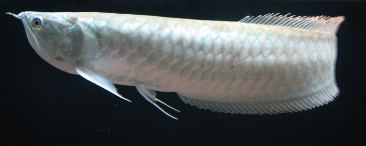 Picture 4 of Things you don't know about arowana