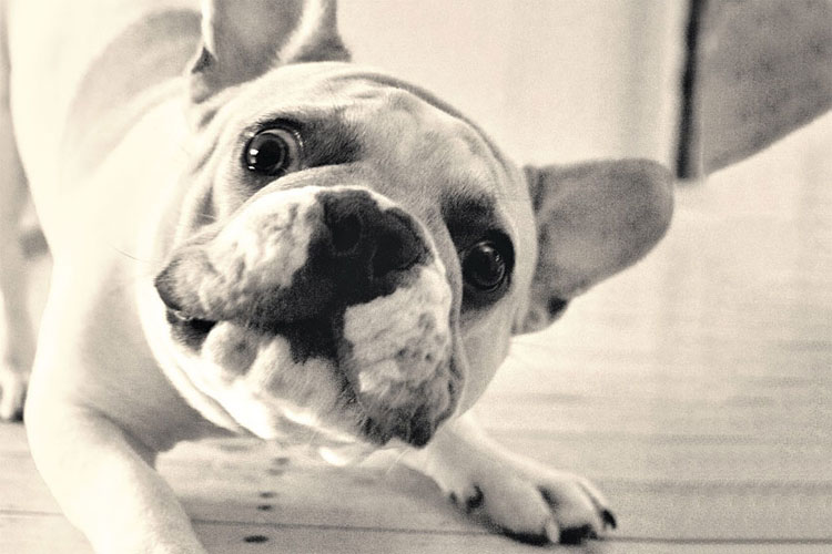 Picture 3 of Things you don't know about French Bull breeds