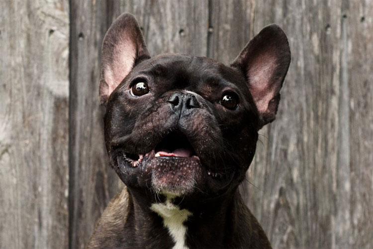 Picture 4 of Things you don't know about French Bull breeds