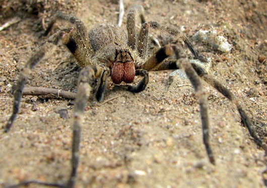 Picture 1 of Things you may not know about the world's most exclusive spider