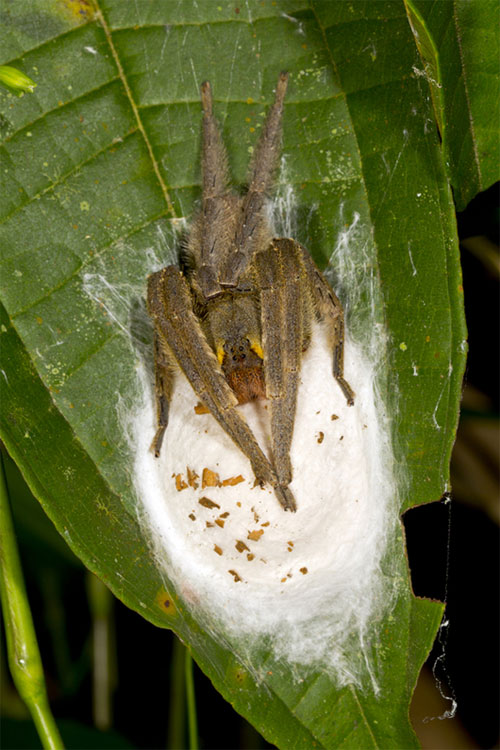 Picture 3 of Things you may not know about the world's most exclusive spider