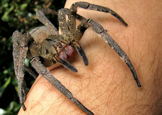 Picture 4 of Things you may not know about the world's most exclusive spider