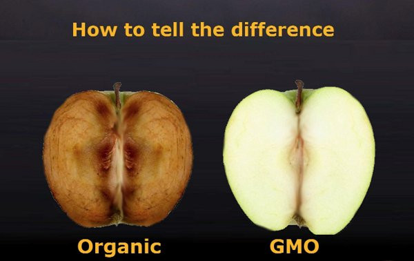 Picture 2 of Things you should know about GMO genetically modified foods