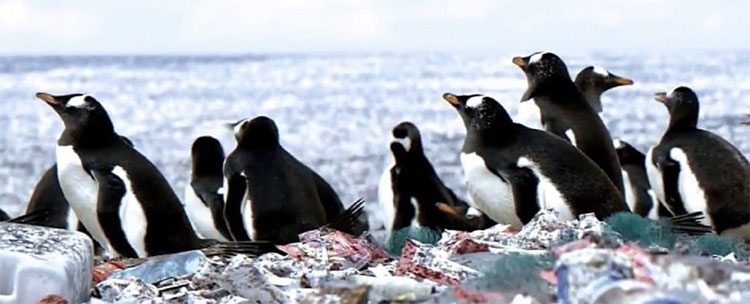 Picture 1 of Thinking that penguins are living on trash island, the truth is much more terrible