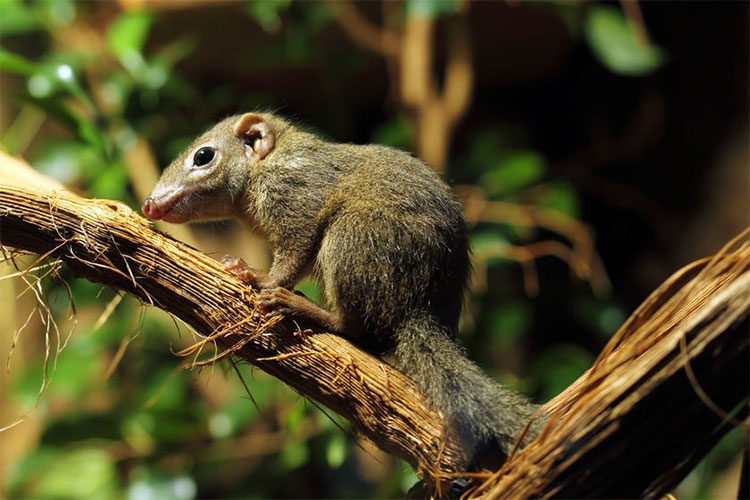 Picture 1 of This animal is ten thousand times more spicy than humans, but its secret is ... unfair!