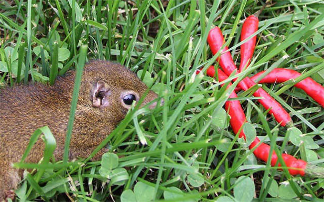 Picture 2 of This animal is ten thousand times more spicy than humans, but its secret is ... unfair!