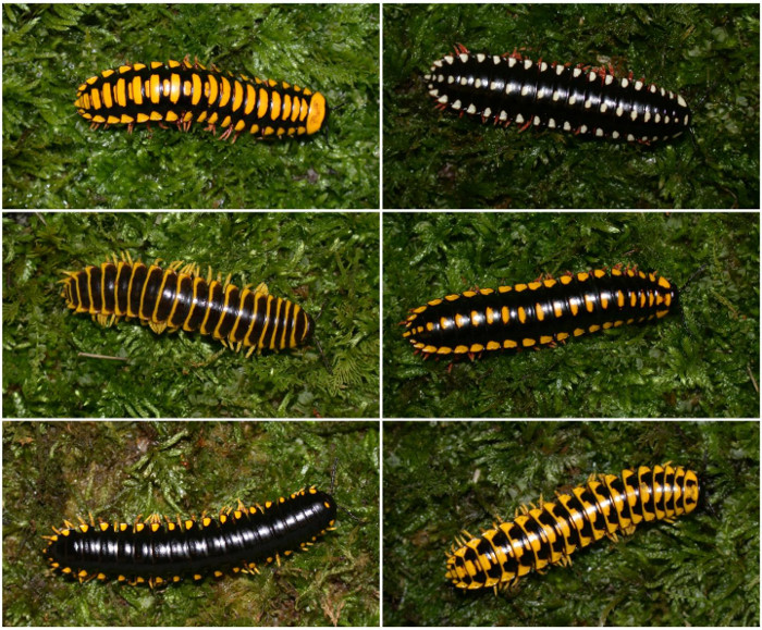 Picture 3 of This beautiful and tiny creature can take down 18 adult birds in a flash