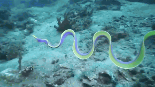 Picture 1 of This bizarre thing has helped sea snakes not drink water for 6 - 7 months.