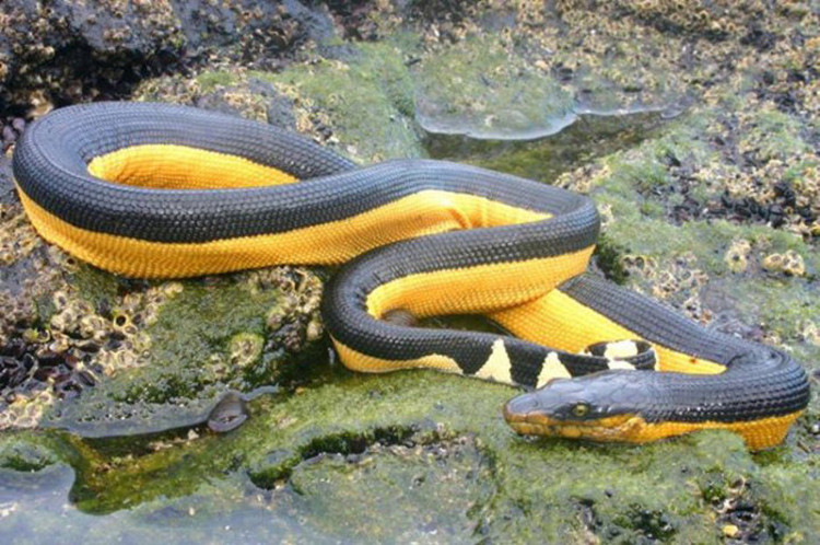 Picture 2 of This bizarre thing has helped sea snakes not drink water for 6 - 7 months.