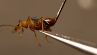 Picture 2 of This bug is truly the true
