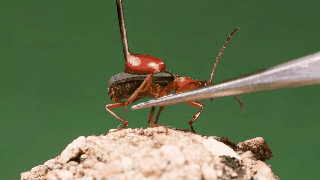 Picture 3 of This bug is truly the true