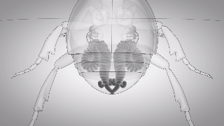 Picture 4 of This bug is truly the true