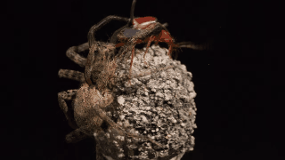 Picture 5 of This bug is truly the true