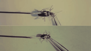 Picture 6 of This bug is truly the true