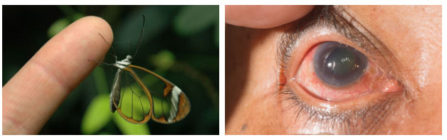 Picture 3 of This butterfly with transparent wings will one day save our eyes