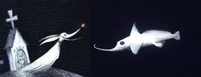 Picture 1 of This cartoon-like fish shows how amazing nature can be
