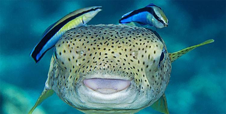 Picture 3 of This fish can pass the cognitive test to the dog, too