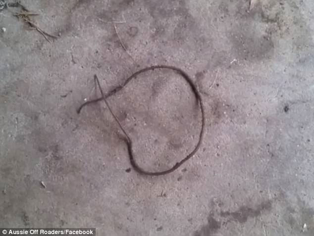 Picture 1 of This is a giant worm, snake or eel?  Strange creatures make people crazy