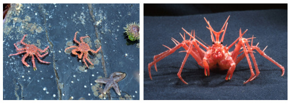Picture 4 of This is a life full of horizontal fruits of the Alaska sea emperor