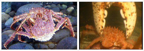 Picture 5 of This is a life full of horizontal fruits of the Alaska sea emperor