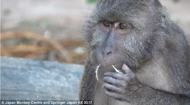 Picture 2 of This is a monkey that specializes in picking up feathers to floss
