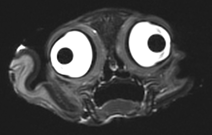 Picture 1 of This is a real creature, but can you guess what it is?